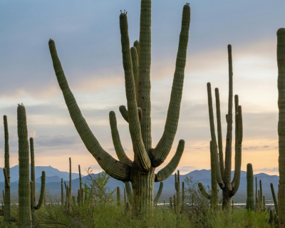 featured image Sonora